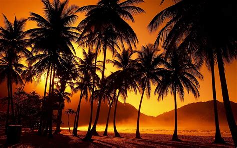 Sunset Palm Trees Wallpaper (62+ images)