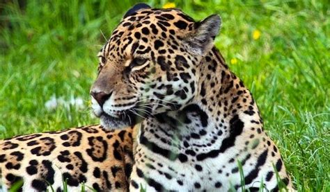 Jaguar Conservation Volunteering | Top 10 Projects 2022 | Volunteer World