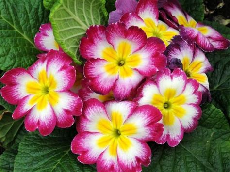 17 Best Shade Loving Perennials That Bloom All Summer