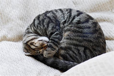 What Cat Sleeping Positions Really Mean — Curled up, Bread Loaf and More - Newsweek