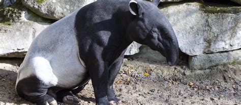 The Malayan Tapir | Critter Science