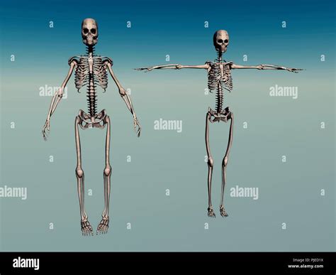 Anatomy female hi-res stock photography and images - Alamy