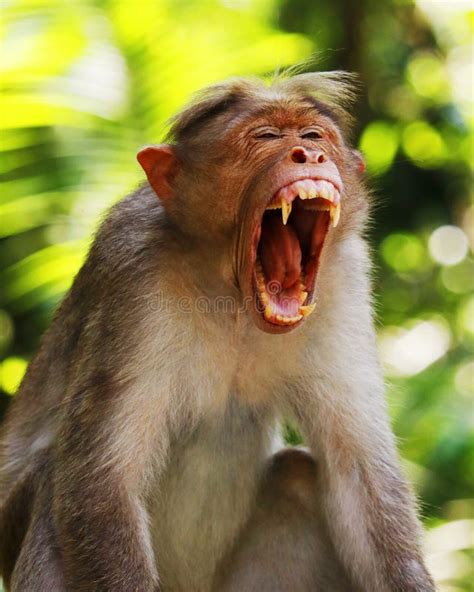 Macaque Monkey Widely Open with Its Mouth and Showing Sharp Teeth Stock Image - Image of furry ...