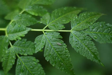 Neem Oil: Benefits, Side Effects, Dosage, and Interactions