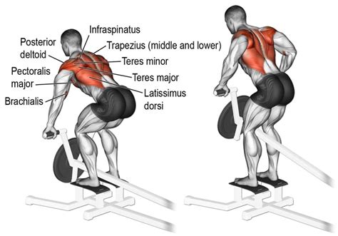 T-Bar Row Exercise Guide: Muscles Worked, How-To, Benefits, Variations ...