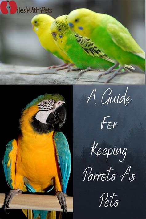 Parrots as Pets