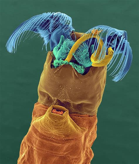 Black Fly Larva Photograph by Dennis Kunkel Microscopy/science Photo Library - Fine Art America