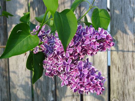 Purple Lilacs Free Stock Photo - Public Domain Pictures