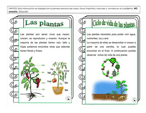 Las Plantas Son Seres Vivos - chefli