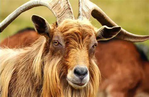 Mountain Goat - Description, Habitat, Image, Diet, and Interesting Facts