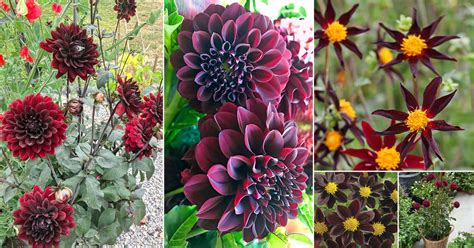 The Black Dahlia Flower | Best Flower Site