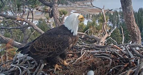 Big Bear bald eagle's first egg laid in 2023 was livestreamed - CBS Los Angeles