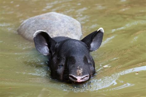 Premium Photo | Tapir swimming in the river in the forest.