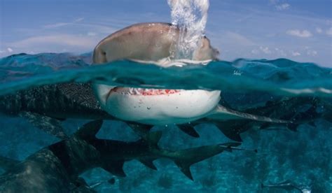 5 Potentially life Saving Tips When Scuba Diving With Sharks | RUSHKULT