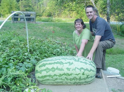 2010 World Record 291 Kent | Giant Watermelon Growers Club – Growin' Big Melons