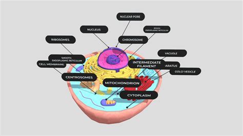 Top 162+ Animal cell diagram 3d model - Merkantilaklubben.org