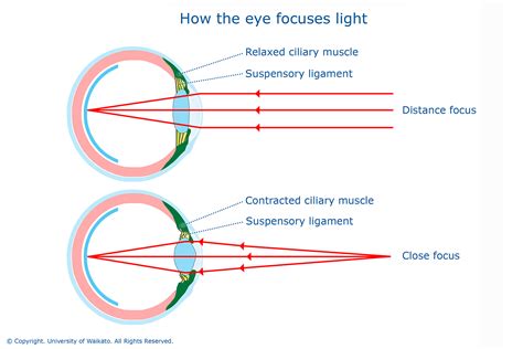 How the eye focuses light — Science Learning Hub