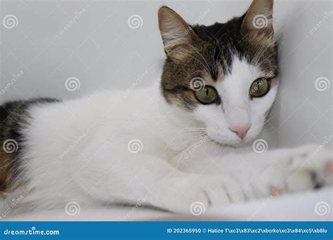 Cat facial expressions stock photo. Image of facial - 202365950