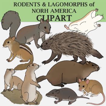 Rodents of North America by The Naturalist | Teachers Pay Teachers