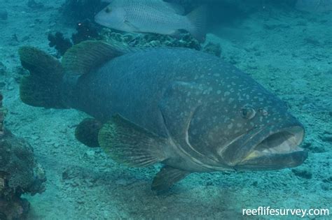 Epinephelus lanceolatus - Brindle Bass | ReefLifeSurvey.com