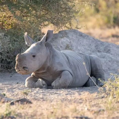 10 Adorable Baby Rhino Facts You Didn't Know