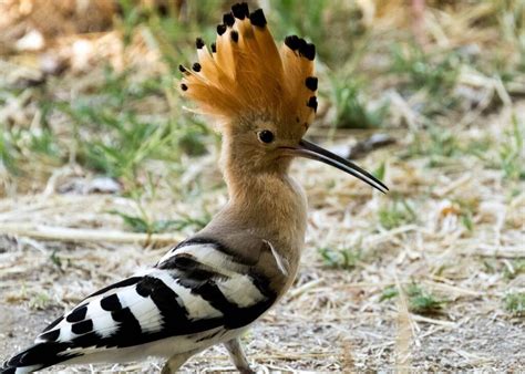 Hoopoe Bird (Upupa epops) - Fun Facts with Pictures - Birds Fact