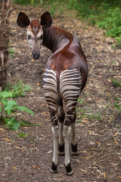 Okapi (Okapia johnstoni). stock photo. Image of toed - 78664186