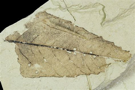 2" Partial Fossil Leaf - Green River Formation (#109662) For Sale - FossilEra.com