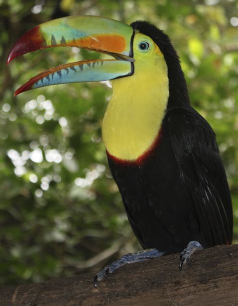 File:Keel-billed toucan.jpg - Wikipedia