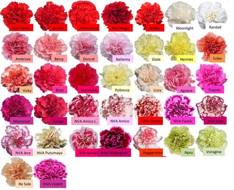 carnation — Maui Wholesale Blooms | Carnations, Bloom, Perennials