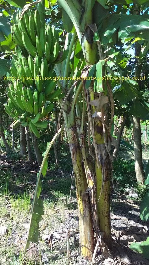 Perbedaan Pisang Raja Nangka Dan Pisang Tanduk - Jenis Pisang Dan Manfaatnya