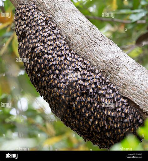 Honey Bee Hive Stock Photo - Alamy