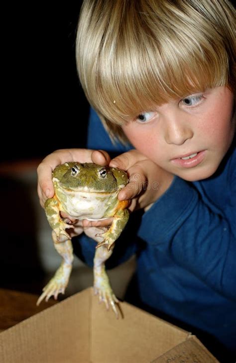 Bullfrog stock photo. Image of eating, vertebrate, giant - 3993712