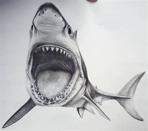 Shark Drawing In Pencil