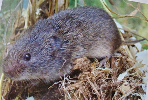 Friends of Goose Pond | 23. The Prairie Vole (Microtus ochrogaster)