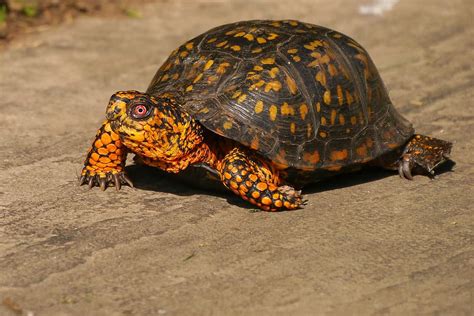 HD wallpaper: A box turtle crawling along in pavement., land turtles, eastern box turtle ...