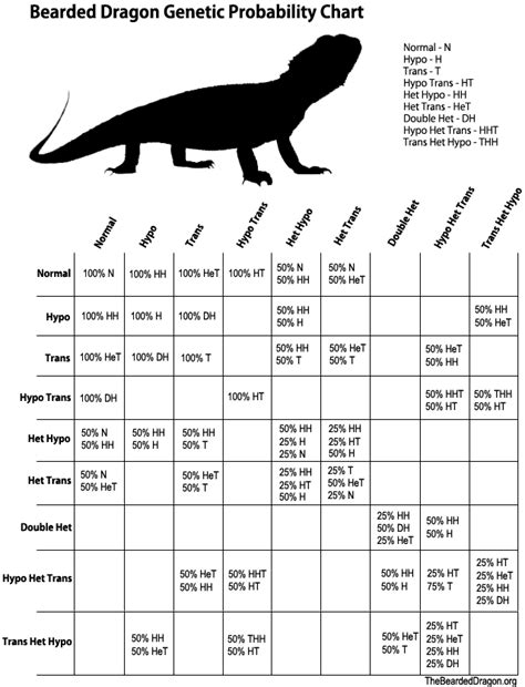 Types of Bearded Dragons » View Different Types, Colors, & Species