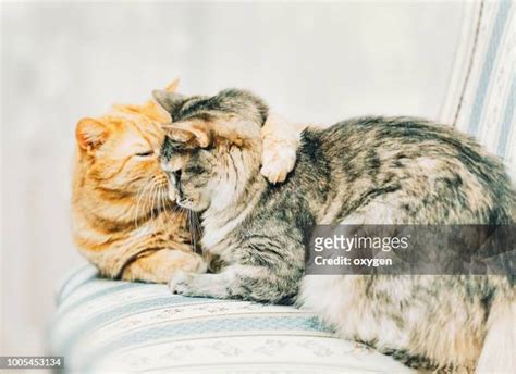 624 Orange Cat Cuddling Stock Photos, High-Res Pictures, and Images ...