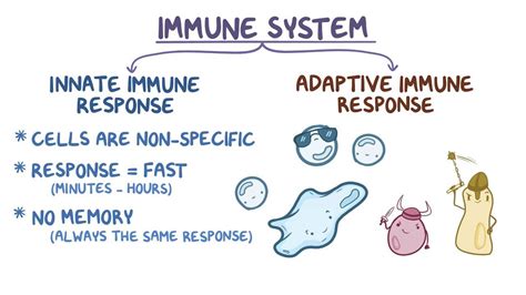 Innate immune system: Video, Anatomy & Definition | Osmosis