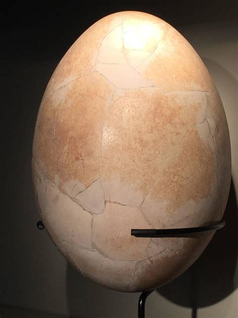 Large Reconstructed Elephant Bird's Egg For Sale at 1stdibs