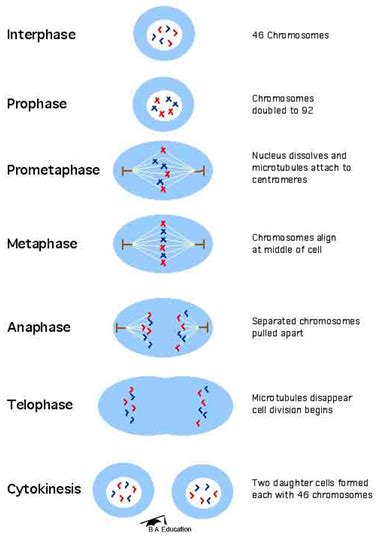 Diagram of all the stages taking place during mitosis | Mitosis ...