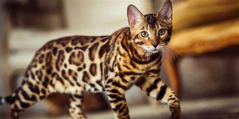 Bengal Cat Breed: Size, Appearance & Personality