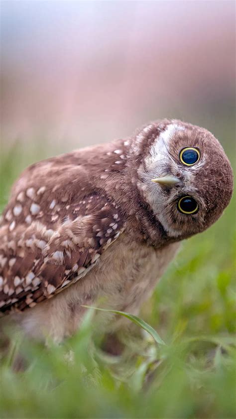 Funny owl, bird, humor, HD phone wallpaper | Peakpx