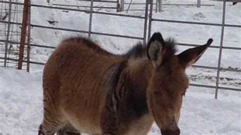 Images: Zebra-Donkey hybrid 'zedonk' born in Kansas