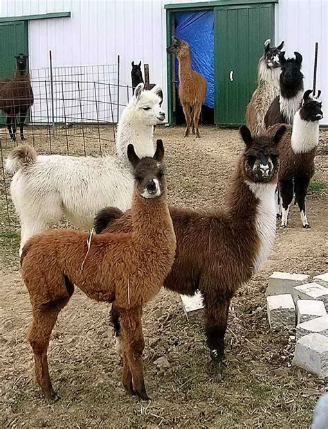 Baby llamas | Llama pictures, Baby llama, Llama alpaca