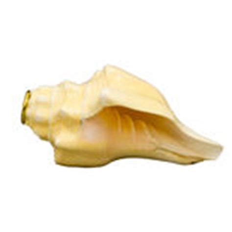 Conch Shell Horn | Sound Effects, Bird Calls | Accessories | Steve ...