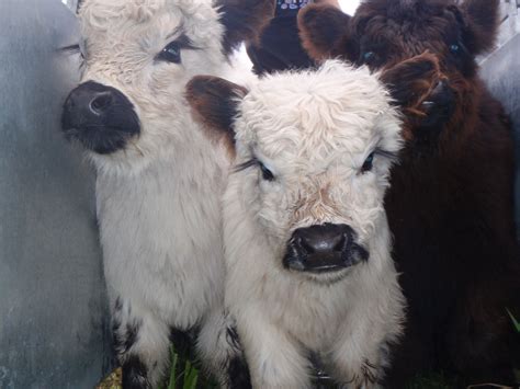 Miniature Cows For Sale In Texas - Jak Morris