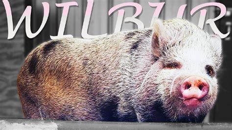 Wilbur the Pig up for adoption in Tuscaloosa | WBMA