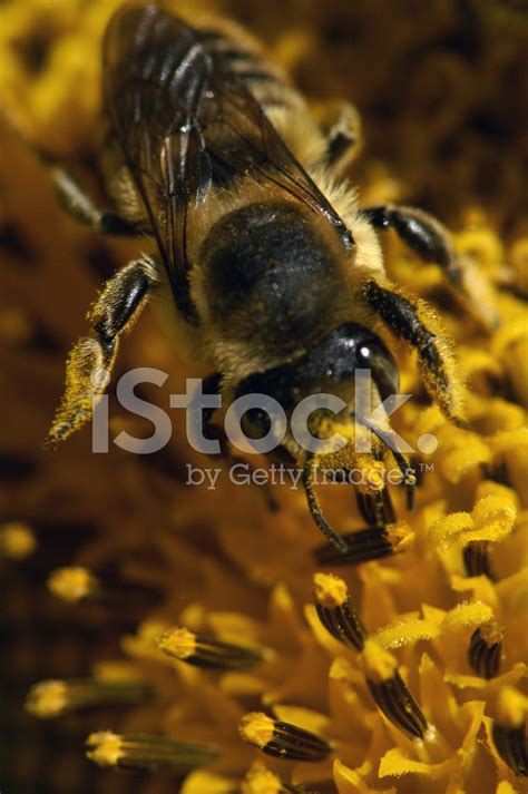 Honey Bee Sunflower Stock Photo | Royalty-Free | FreeImages