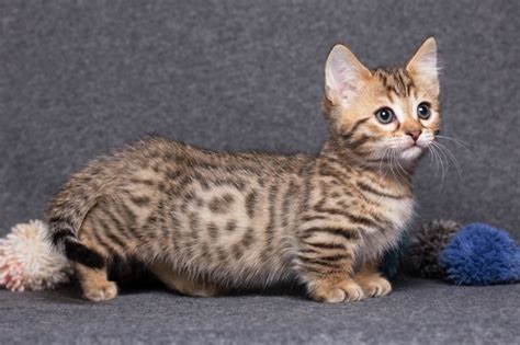 Munchkin Cats: Everything You Need to Know About the Breed | Myawesomecat.com